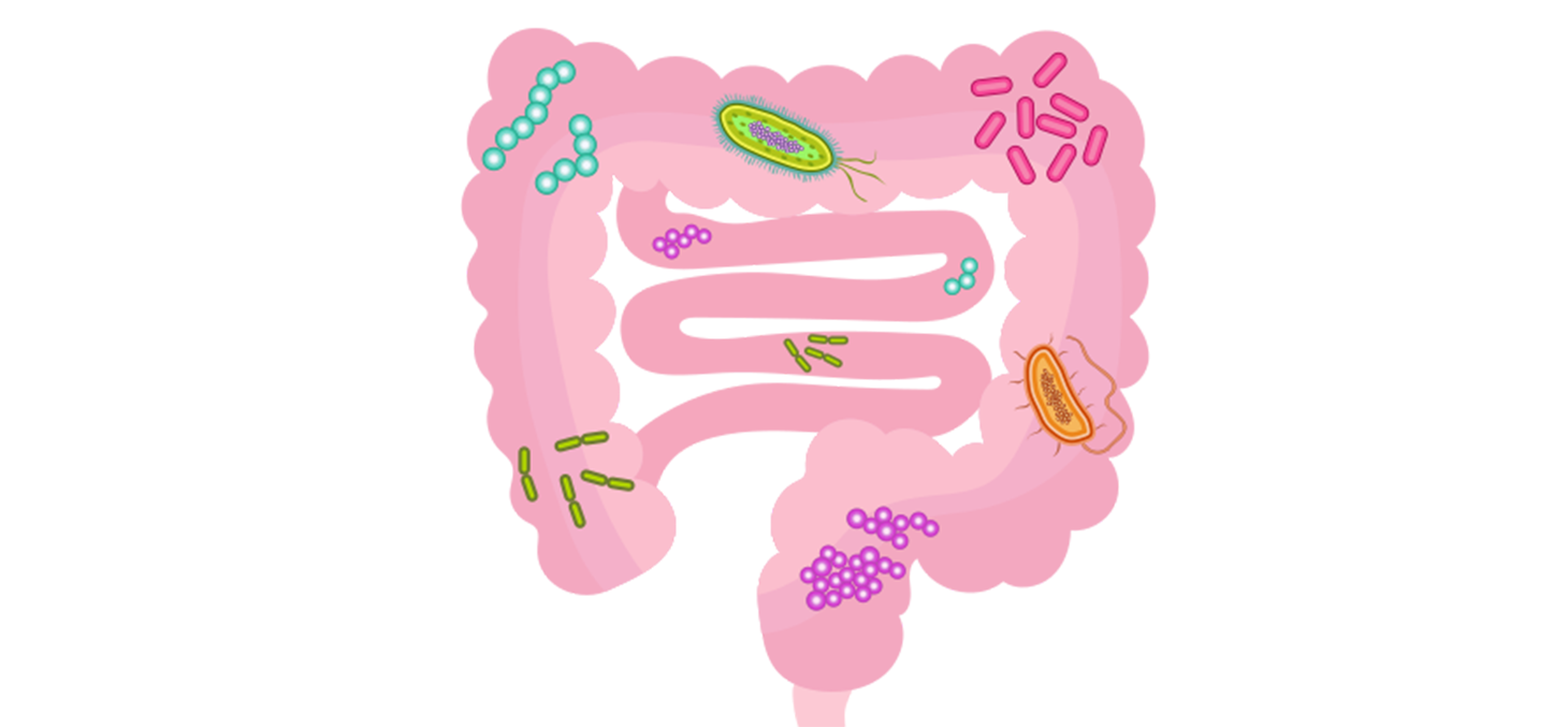 Microbiote
